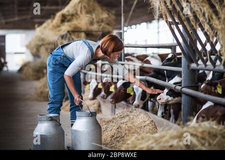 Frau Arbeiter mit Dosen arbeiten auf Tagebuchfarm, Landwirtschaft. Stockfoto