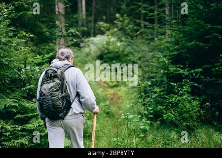 Wandern im Wald. Rückansicht des Menschen durch den Wald gehen. Urlaub, Reisekonzept Stockfoto