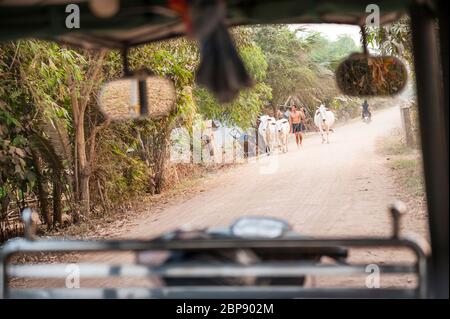 Blick von einem Tuk-Tuk eines Mannes, der mit Vieh unterwegs ist. Silk Island, Phnom Penh, Kambodscha, Südostasien Stockfoto