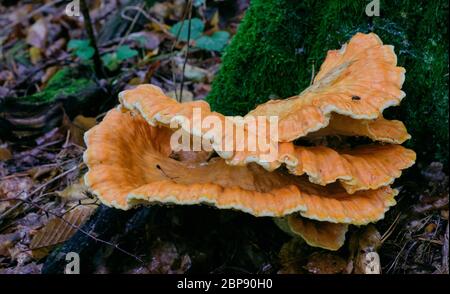 Alte riesen Schwefel Regal Pilze closeup, Bialowieza, Polen, Europa Stockfoto