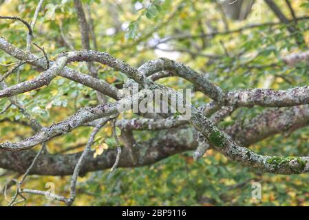 Bäume wachsen auf dem Land Stockfoto