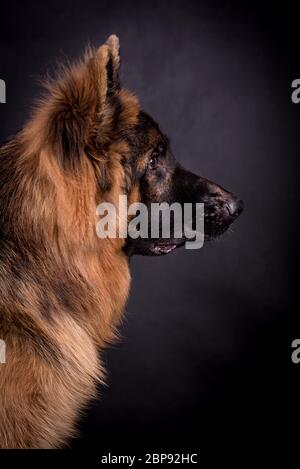 Junge langhaarige Schäferhund Stockfoto