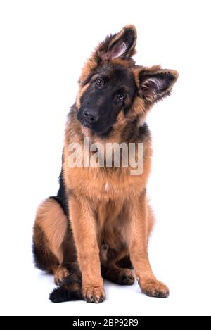 Junge langhaarige Schäferhund Stockfoto