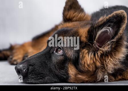 Junge langhaarige Schäferhund Stockfoto