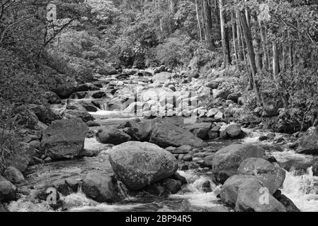 Kleiner Bach in Volcan Baru National Park Panama in Schwarz und Weiß Stockfoto