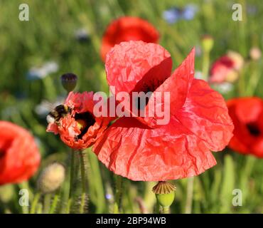 Bombus lucorum oder weiße tailed Hummel Biene in einem Papaver Rhoeas oder roten Mohn Blume Nahaufnahme Stockfoto