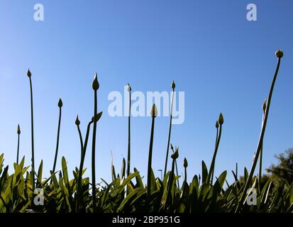 Hohe bauchige Triebe von Agapanthus africanus gegen Sonne mit grünem Laub bereit, im Mai zu blühen Stockfoto