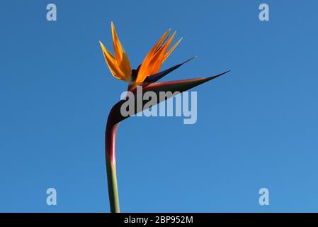 Strelitzia reginae als Kranich Blume oder Vogel des Paradieses aus nächster Nähe bekannt Stockfoto