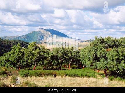 Querformat. Los Alcornocales Naturschutzgebiet, Provinz Cadiz, Andalusien, Spanien. Stockfoto