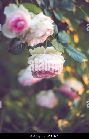 Üppiger Busch von blassrosa Rosen, die im Garten wachsen. Stockfoto