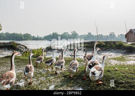 Eine Schar Schwan, die auf einer Dorfstraße, bei Kala Bagi, Khulna läuft. Bangladesch. Stockfoto