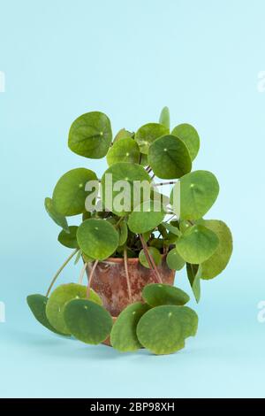 Ein pilea peperomioides, auch als chinesische Geld auf einem türkis Hintergrund bekannt. Sommer Atmosphäre. Minimale Farbe noch Leben Foto Stockfoto