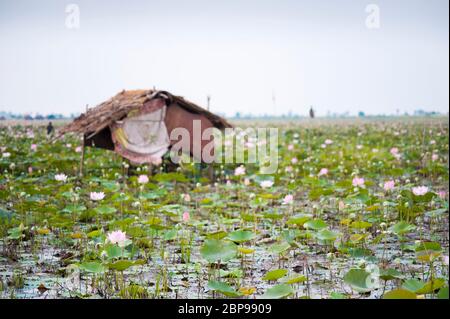 Nelumbo nucifera, Lotusblütenfarm mit Arbeiterhütte, Zentralkambodschan, Südostasien Stockfoto