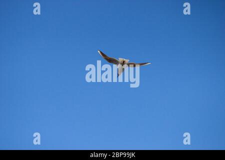 Möwe fliegt über den blauen Himmel und breitet seine Flügel aus und sucht Beute Stockfoto