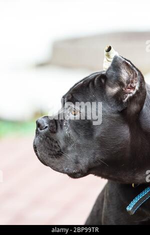 Junge Hunde der Zuckerrohr-corso brüten auf einem Spaziergang auf dem Rasen im frühen Frühjahr Stockfoto