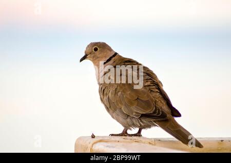 Taube auf weißem Hintergrund posiert auf einem Zaun Stockfoto