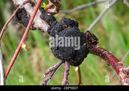 Nahaufnahme von einem Pilz Wachstum auf einem Ast. Stockfoto