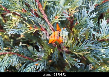 Eine orange Masse von Hawthrown Rost in dem Wacholder. Stockfoto