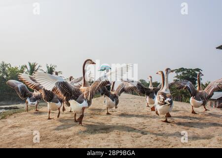 Eine Schar Schwan, die auf einer Dorfstraße, bei Kala Bagi, Khulna läuft. Bangladesch. Stockfoto