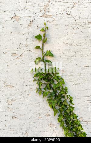 Grüner Efeu an der Gebäudewand. Rissiger Putz an der Wand. Grüne Markierungen. Raue Textur. Stockfoto