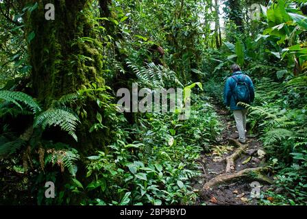 SANTA ELENA - MONTEVERDE NEBELWALD RESERVAT, PROVINZ PUNTARENAS. Costa Rica. ZENTRAL AMERIKA. Stockfoto