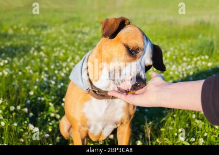 Geben Sie eine Freude an einen Hund im Freien. Menschliche Hand, die Nahrung zu einem Welpen im grünen Feld, im späten Frühjahr oder Sommer und Abend Sonne Licht Szene Stockfoto