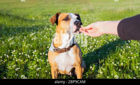Geben Sie eine Freude an einen Hund im Freien. Menschliche Hand, die Nahrung zu einem Welpen im grünen Feld, im späten Frühjahr oder Sommer und Abend Sonne Licht Szene Stockfoto