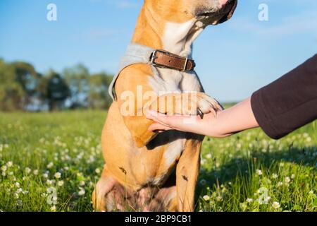 Hund in grüner Wiese mit Blumen gibt Pfote für Menschen. Frühsommerszene mit Haustier und Mensch, die sich gegenseitig befreundet und unterstützt Stockfoto