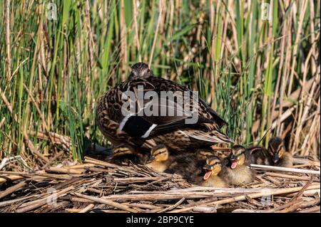 Mallard Entenküken genießen die warme Frühlingssonne mit Mutter Ente Stockfoto