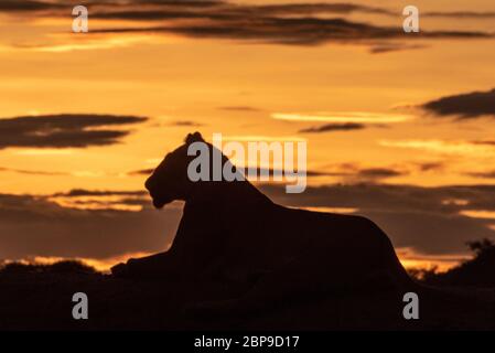 Eine Löwin liegt am Horizont die Silhouette gegen den Golden Sky bei Sonnenaufgang. Sie ist nach links, starrte in die Ferne. Stockfoto