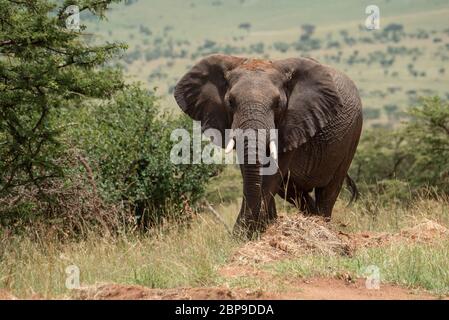 Afrikanischer Elefant unter den Büschen starrt Kamera Stockfoto