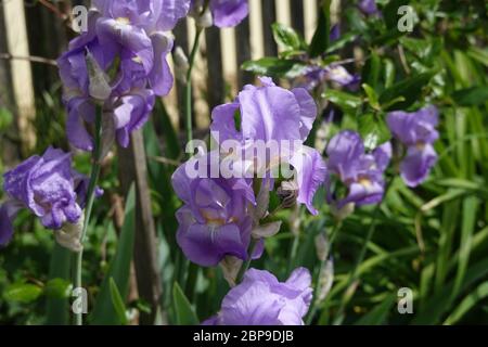 Lila bärtige Iris germanica Blume Nahaufnahme, deutsche Iris im Morgenlicht, Makro, Deutsche Schwertlilie, romantisches Makro für Meditationskonzept Stockfoto