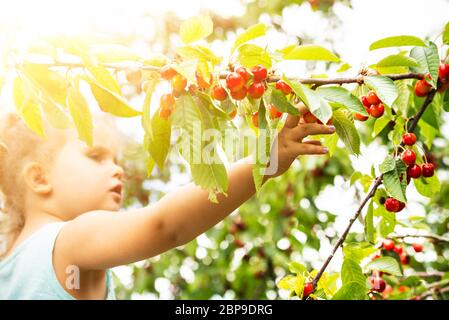 Süße Mädchen pflücken Kirschen Im Garten Stockfoto