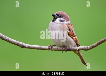 Eurasischer Baumspatz - Passer montanus, gewöhnlicher Barschvogel aus europäischen Gärten und Wäldern, Zlin, Tschechische Republik. Stockfoto