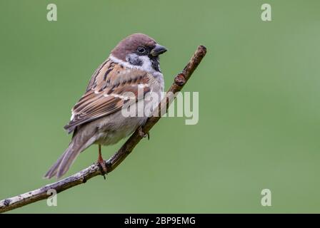 Eurasischer Baumspatz - Passer montanus, gewöhnlicher Barschvogel aus europäischen Gärten und Wäldern, Zlin, Tschechische Republik. Stockfoto