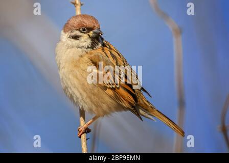 Eurasischer Baumspatz - Passer montanus, gewöhnlicher Barschvogel aus europäischen Gärten und Wäldern, Zlin, Tschechische Republik. Stockfoto