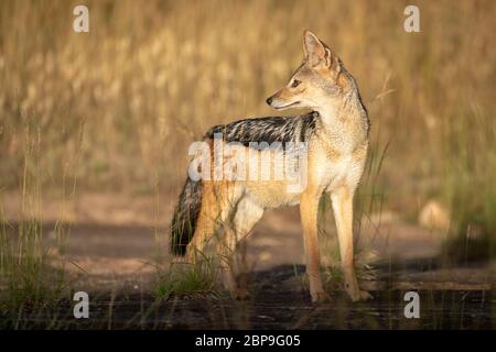 Black-backed Jackal steht im Sonnenschein zurück Stockfoto