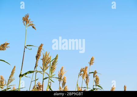 Hirse oder Sorghum eine wichtige Getreideernte in Feld, Sorghum ein weit verbreitetes Getreide heimisch zu warmen Regionen. Es ist eine wichtige Quelle für Getreide und f Stockfoto