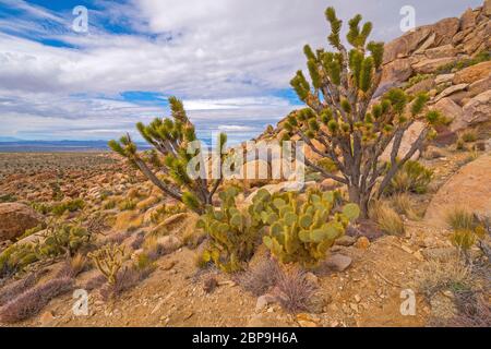 Wüstenblumen-Ausstellung auf dem Teutonia Peak im Mojave National Preserve in Kalifornien Stockfoto