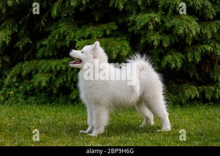 Weißer Welpe von samoyed Husky steht im Rack auf grünem Gras Stockfoto