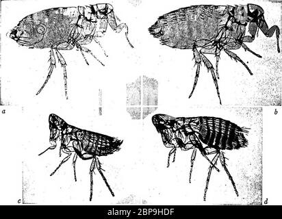 'Ein Lehrbuch über die pathogenen Bakterien und Protozoen für Medizinstudenten und Mediziner' (1916) Stockfoto