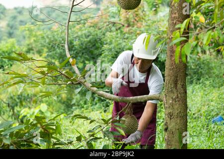 Landwirt und Blackthorn durian Baum im Obstgarten. Stockfoto