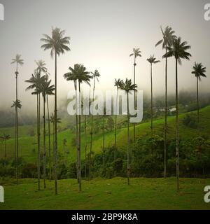 Wachspalmen (Ceroxylon quindiuense) im Morgennebel des Cocora-Tals bei Armenien und Salento, Kolumbien. Stockfoto