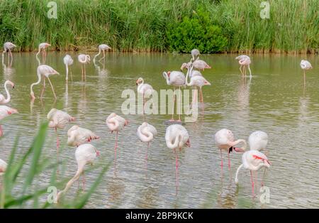 Riparian Landschaft einschließlich einige Flamingos rund um den Regionalen Naturpark der Camargue im Süden Frankreichs Stockfoto