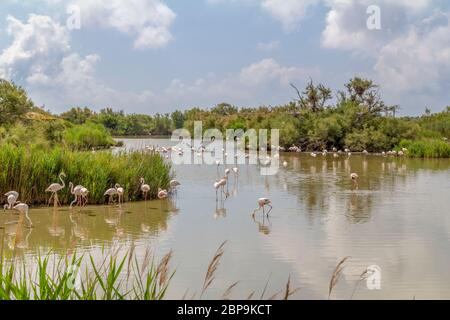 Riparian Landschaft einschließlich einige Flamingos rund um den Regionalen Naturpark der Camargue im Süden Frankreichs Stockfoto