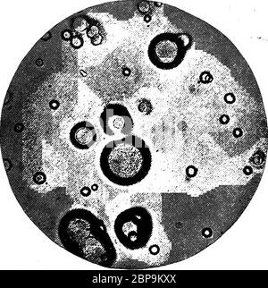 'Ein Lehrbuch über die pathogenen Bakterien und Protozoen für Medizinstudenten und Mediziner' (1916) Stockfoto