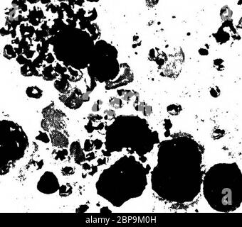 'Ein Lehrbuch über die pathogenen Bakterien und Protozoen für Medizinstudenten und Mediziner' (1916) Stockfoto