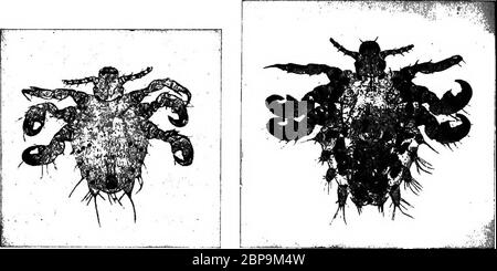 'Ein Lehrbuch über die pathogenen Bakterien und Protozoen für Medizinstudenten und Mediziner' (1916) Stockfoto