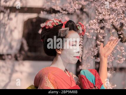 Maiko in einem Kimono vor ein traditionelles japanisches Haus umgeben von Kirschblüten posieren. Stockfoto