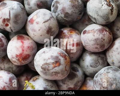 Pflaume Pflaume (Prunus domestica) aka Pflaume Obst vegetarische Kost als Hintergrund Stockfoto